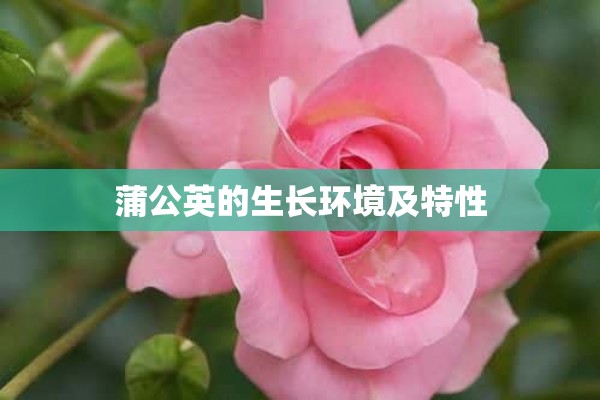 蒲公英的生长环境及特性