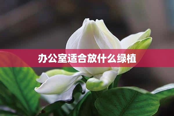 办公室适合放什么绿植