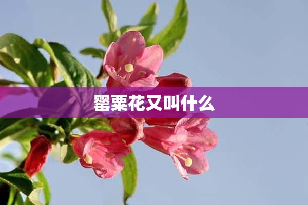 罂粟花又叫什么