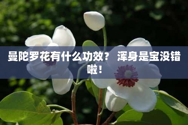 曼陀罗花有什么功效？ 浑身是宝没错啦！