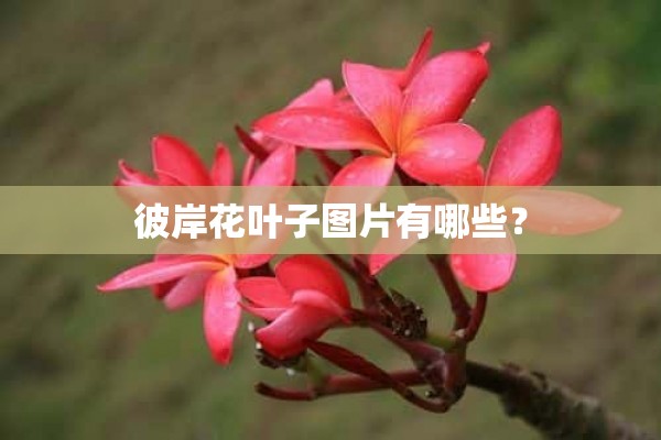 彼岸花叶子图片有哪些？