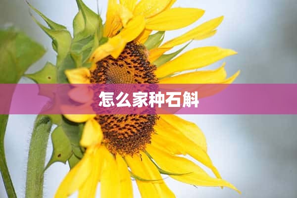 怎么家种石斛