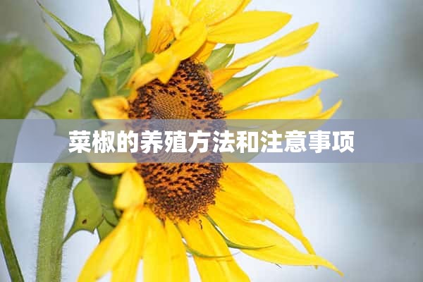 菜椒的养殖方法和注意事项