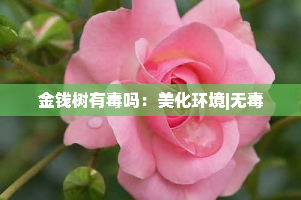 金钱树有毒吗：美化环境|无毒