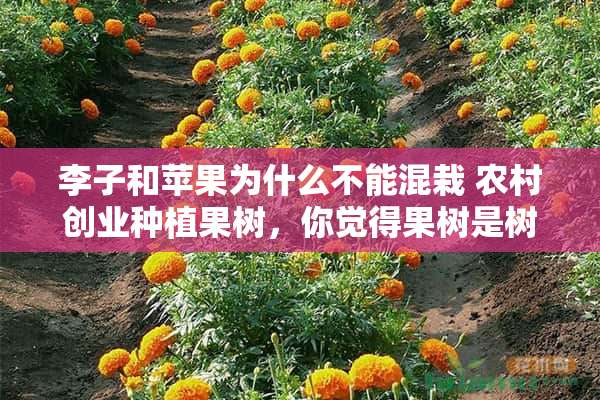 李子和苹果为什么不能混栽 农村创业种植果树，你觉得果树是树类的好？还是藤类的好