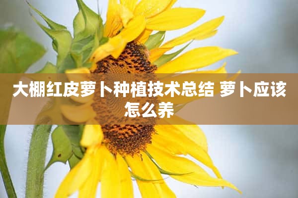 大棚红皮萝卜种植技术总结 萝卜应该怎么养