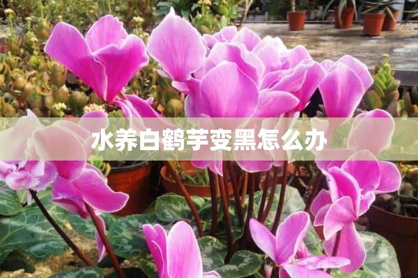 水养白鹤芋变黑怎么办