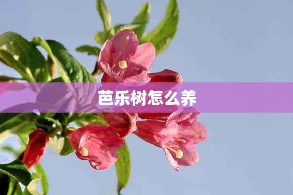 芭乐树怎么养