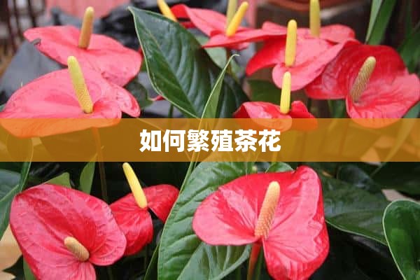 如何繁殖茶花