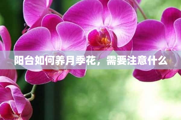 阳台如何养月季花，需要注意什么