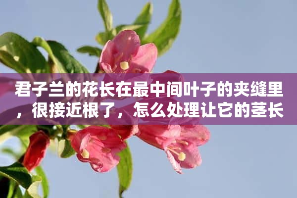 君子兰的花长在最中间叶子的夹缝里，很接近根了，怎么处理让它的茎长起来？