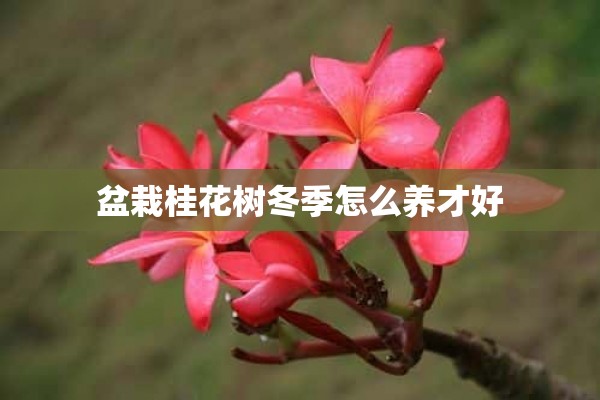 盆栽桂花树冬季怎么养才好