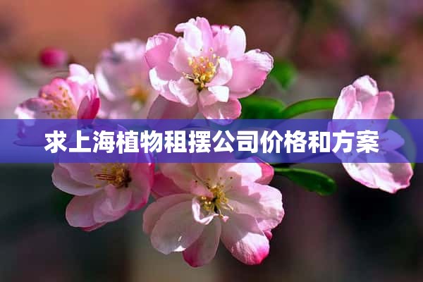 求上海植物租摆公司价格和方案