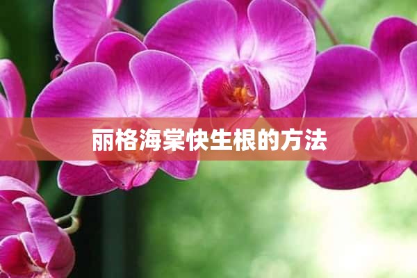 丽格海棠快生根的方法