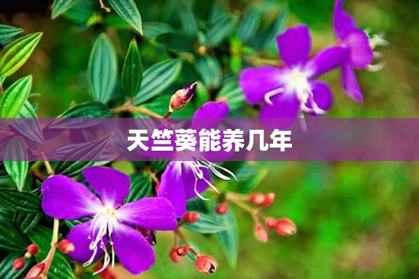 天竺葵能养几年