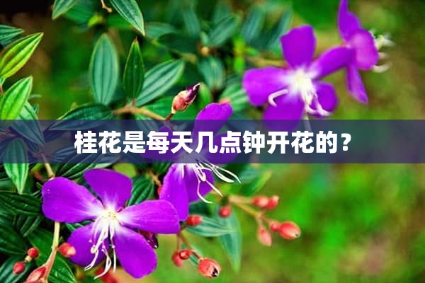 桂花是每天几点钟开花的？