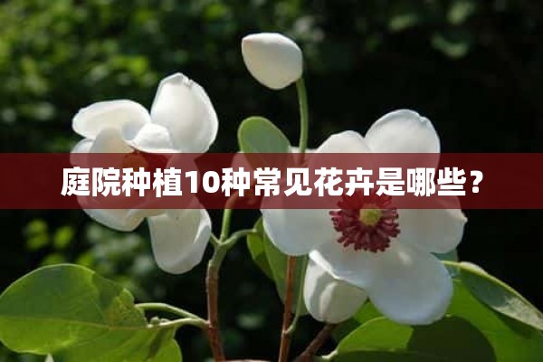 庭院种植10种常见花卉是哪些？