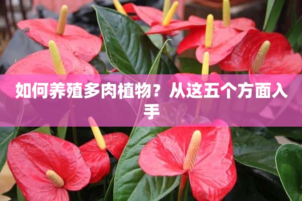 如何养殖多肉植物？从这五个方面入手