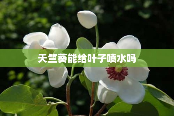 天竺葵能给叶子喷水吗