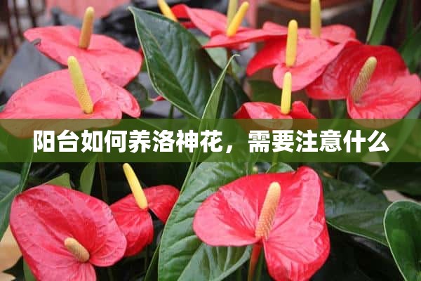 阳台如何养洛神花，需要注意什么