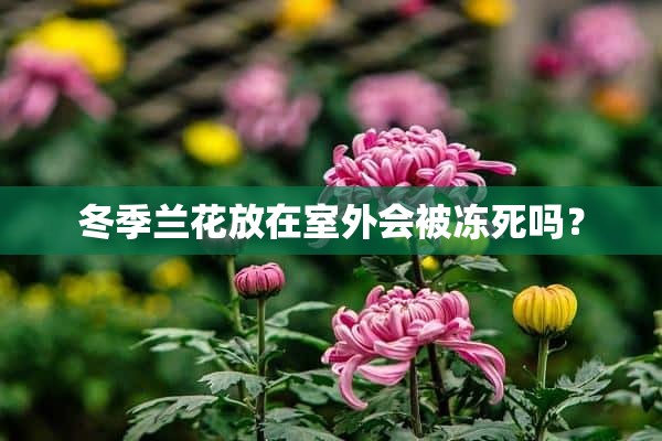 冬季兰花放在室外会被冻死吗？