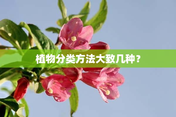 植物分类方法大致几种？