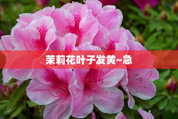 茉莉花叶子发黄~急