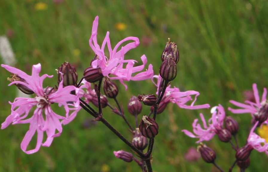 怎么去除剪秋罗（Ragged robin）的螨虫？