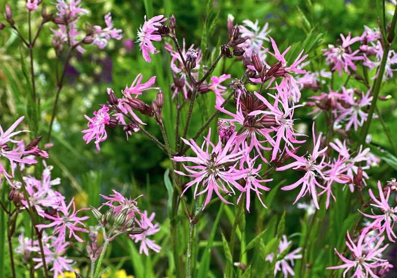 怎么去除剪秋罗（Ragged robin）的螨虫？