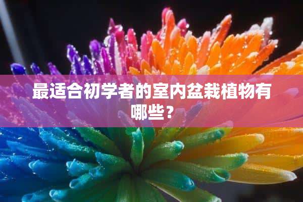 最适合初学者的室内盆栽植物有哪些？