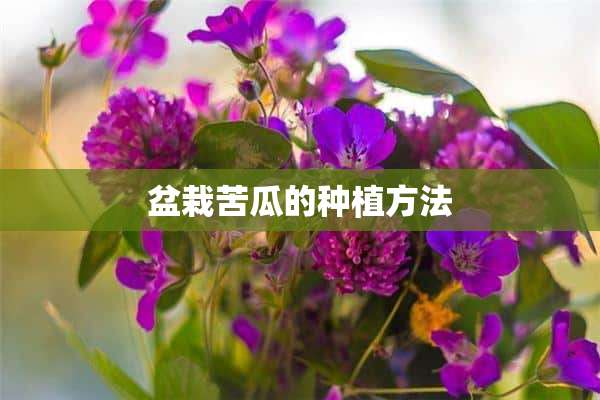 盆栽苦瓜的种植方法