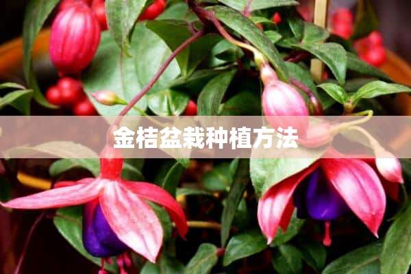 金桔盆栽种植方法