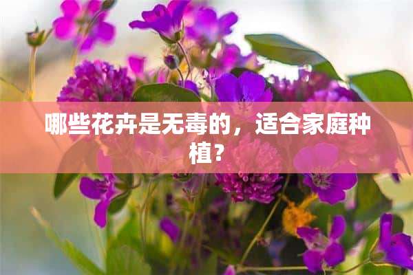 哪些花卉是无毒的，适合家庭种植？