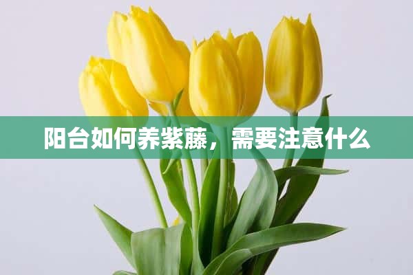 阳台如何养紫藤，需要注意什么