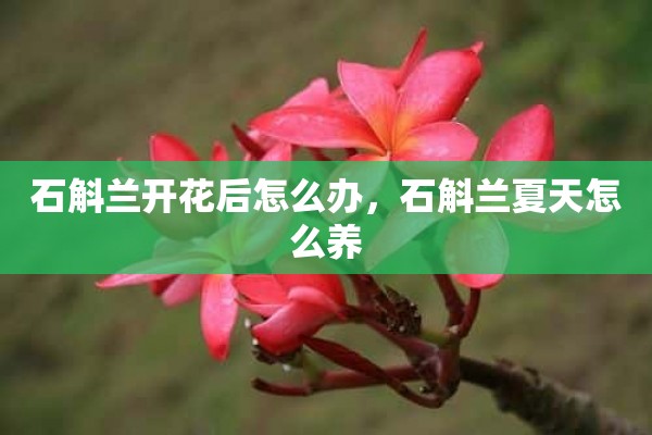 石斛兰开花后怎么办，石斛兰夏天怎么养