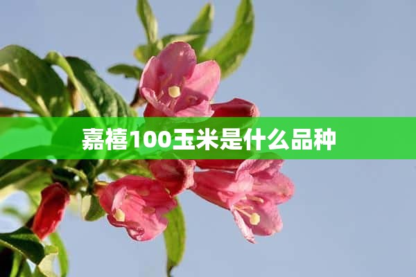 嘉禧100玉米是什么品种