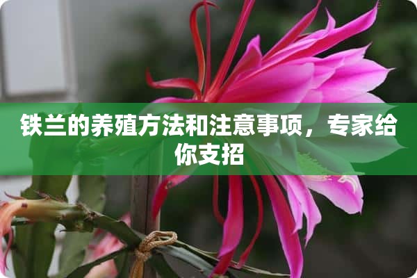 铁兰的养殖方法和注意事项，专家给你支招