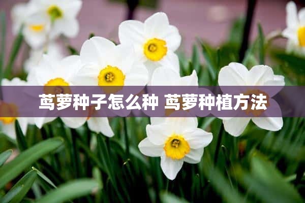 茑萝种子怎么种 茑萝种植方法