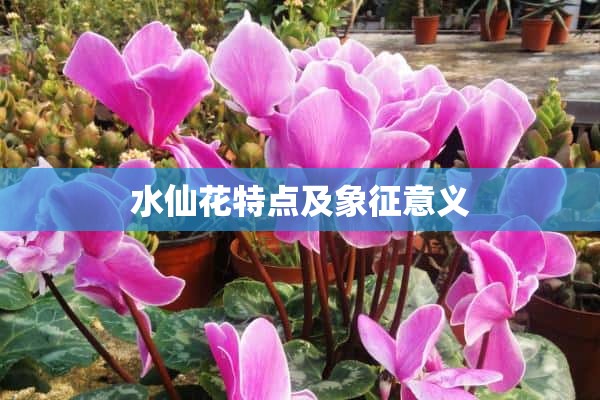 水仙花特点及象征意义