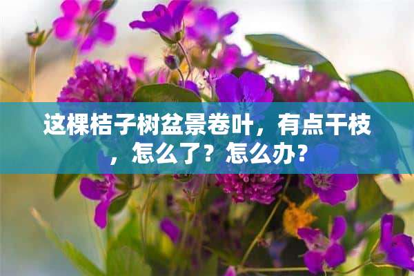 这棵桔子树盆景卷叶，有点干枝，怎么了？怎么办？