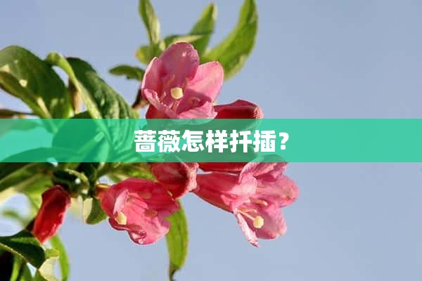 蔷薇怎样扦插？