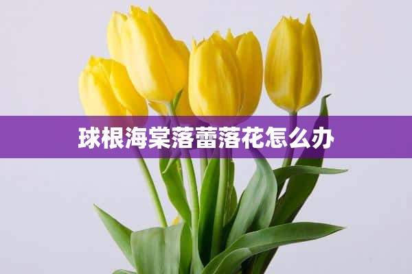 球根海棠落蕾落花怎么办