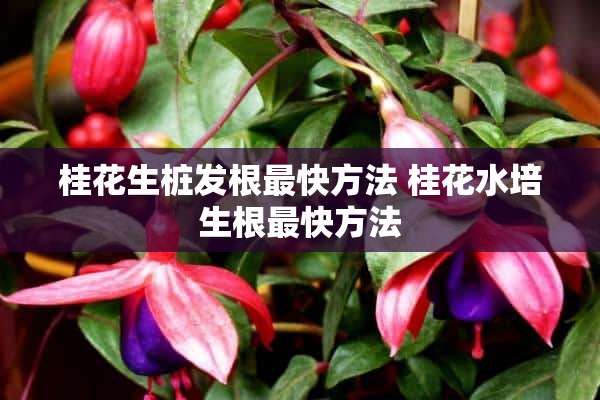 桂花生桩发根最快方法 桂花水培生根最快方法