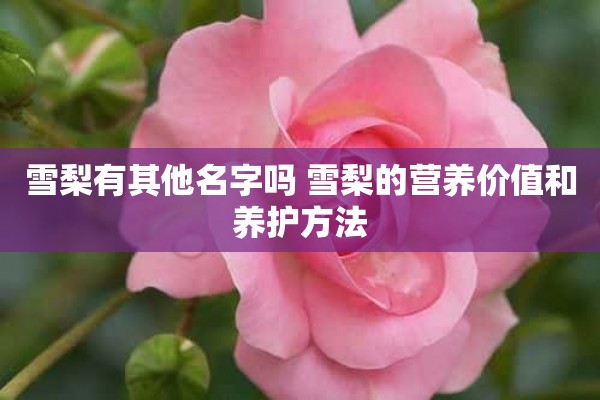 雪梨有其他名字吗 雪梨的营养价值和养护方法