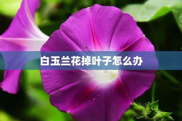 白玉兰花掉叶子怎么办