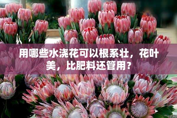 用哪些水浇花可以根系壮，花叶美，比肥料还管用？