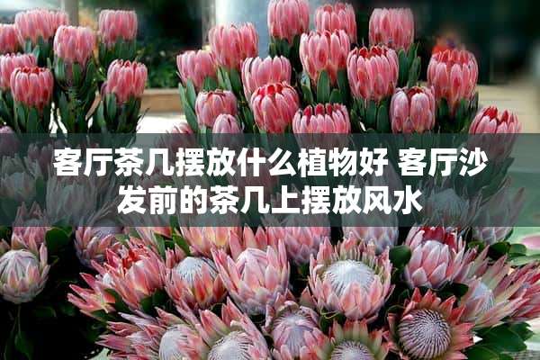 客厅茶几摆放什么植物好 客厅沙发前的茶几上摆放风水