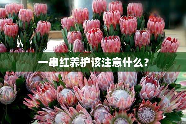 一串红养护该注意什么？