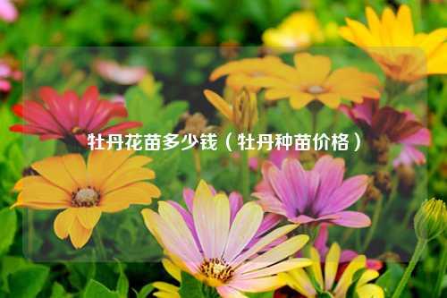 牡丹花苗多少钱（牡丹种苗价格） 花卉