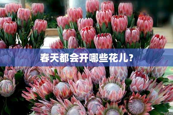 春天都会开哪些花儿？